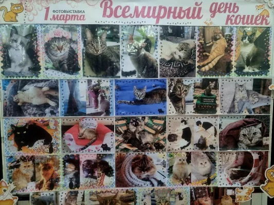 Изображение - Всемирный день кошек